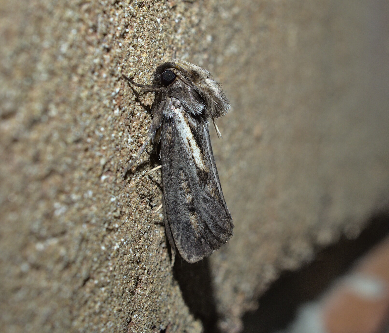 Legit palps_20210820.jpg